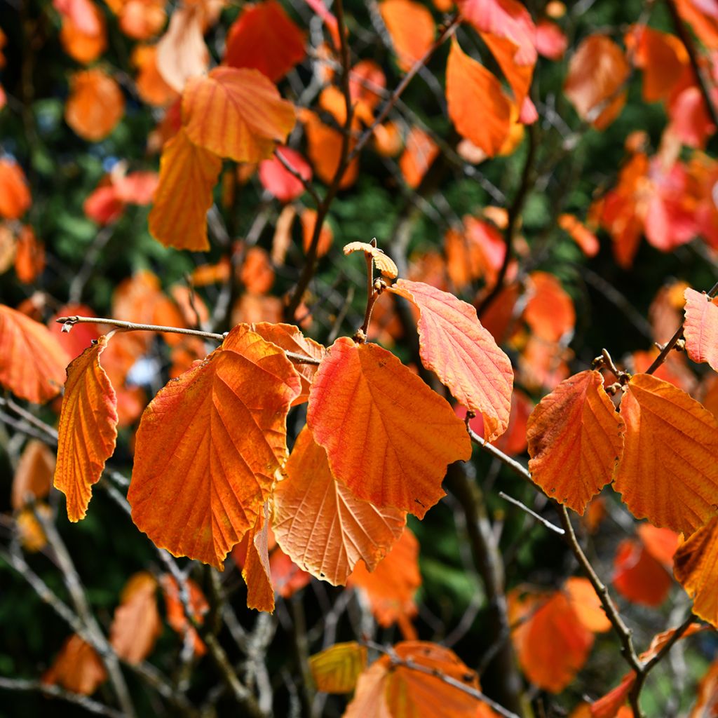 Hamamelis virginiana - Virginian Witch Hazel