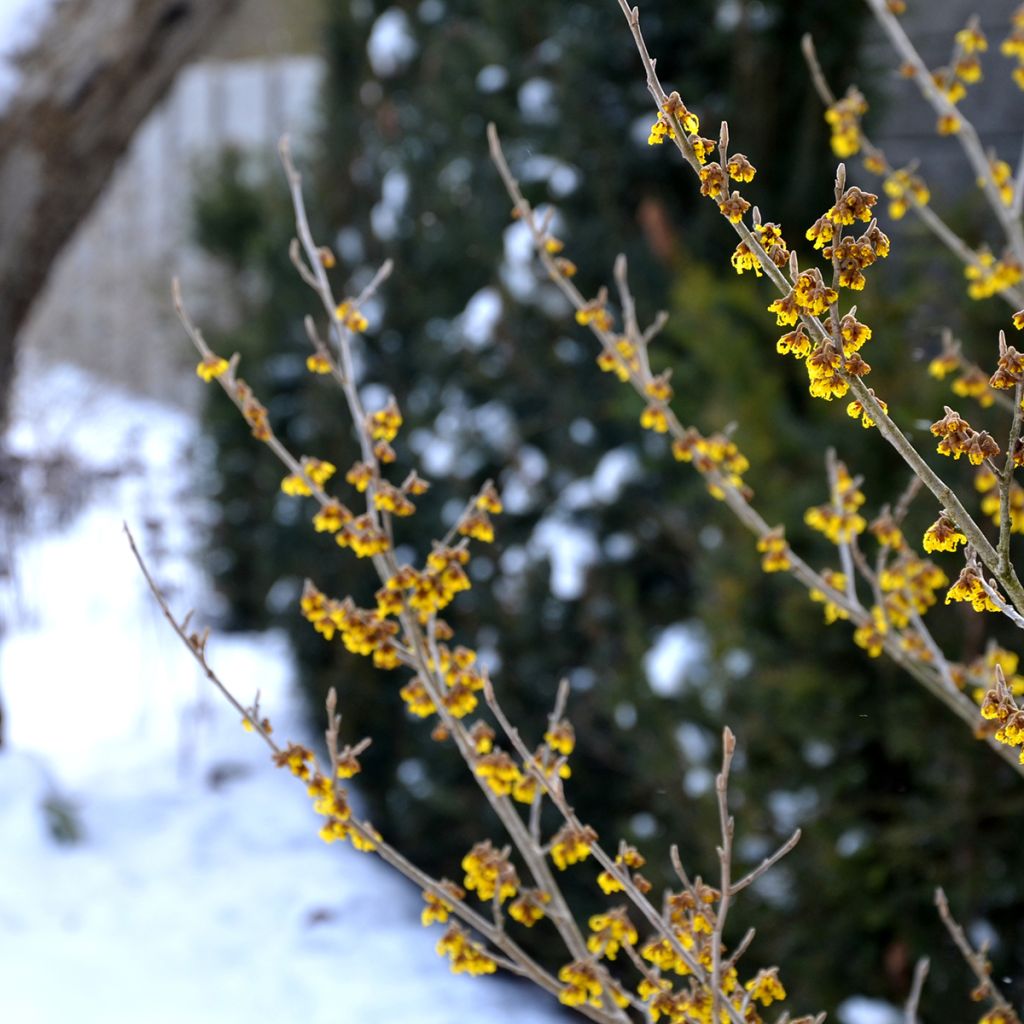 Hamamelis virginiana - Virginian Witch Hazel