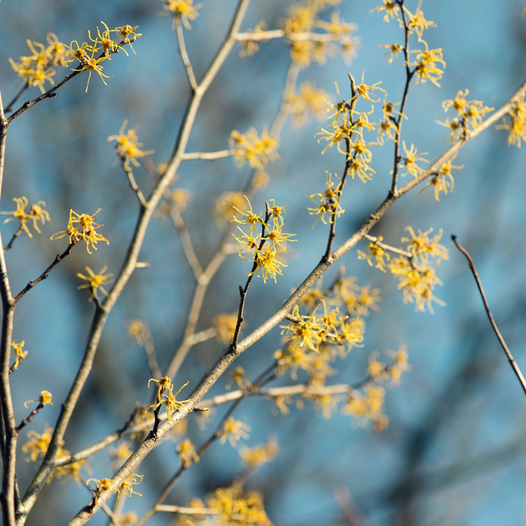 Hamamelis virginiana - Virginian Witch Hazel