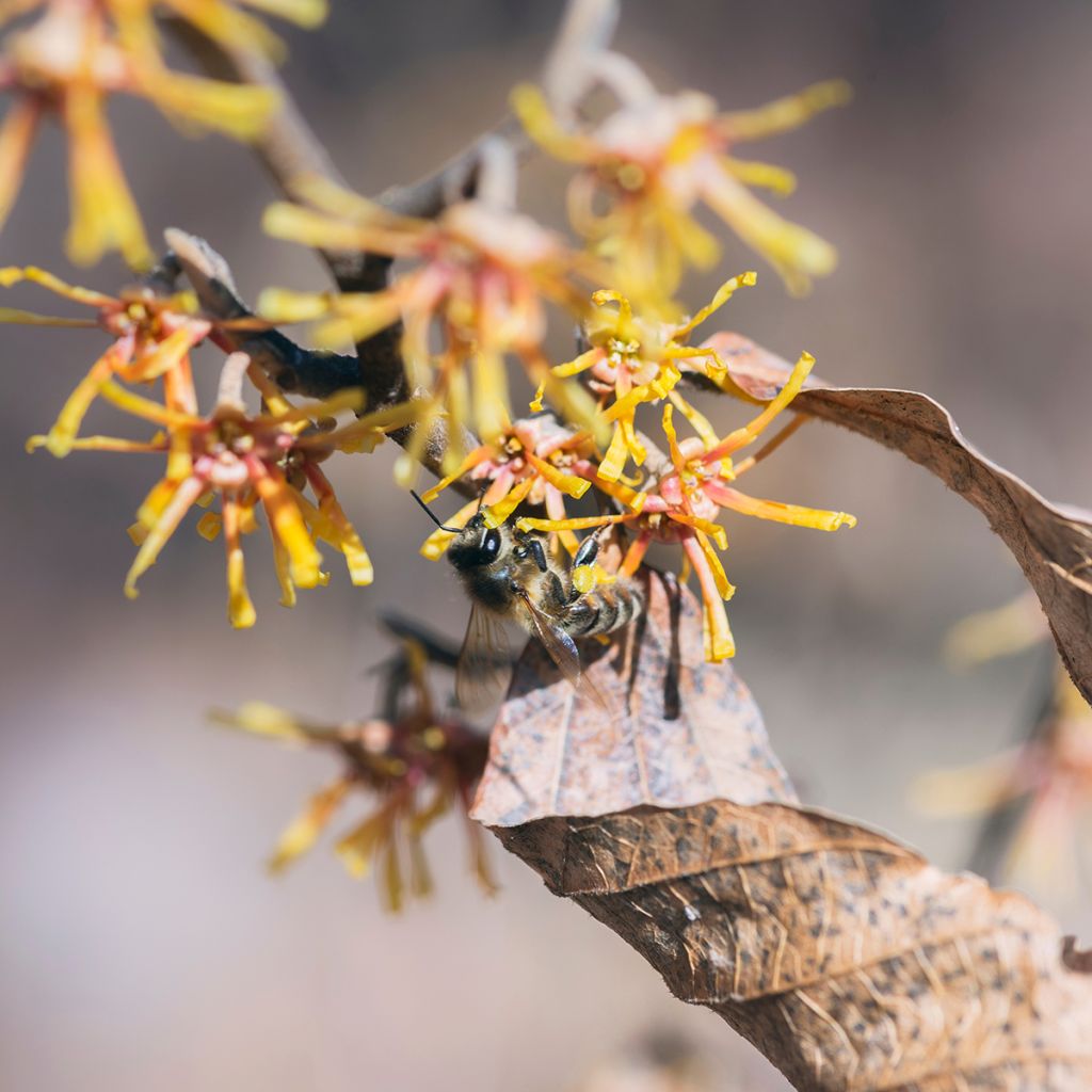 Hamamelis virginiana - Virginian Witch Hazel