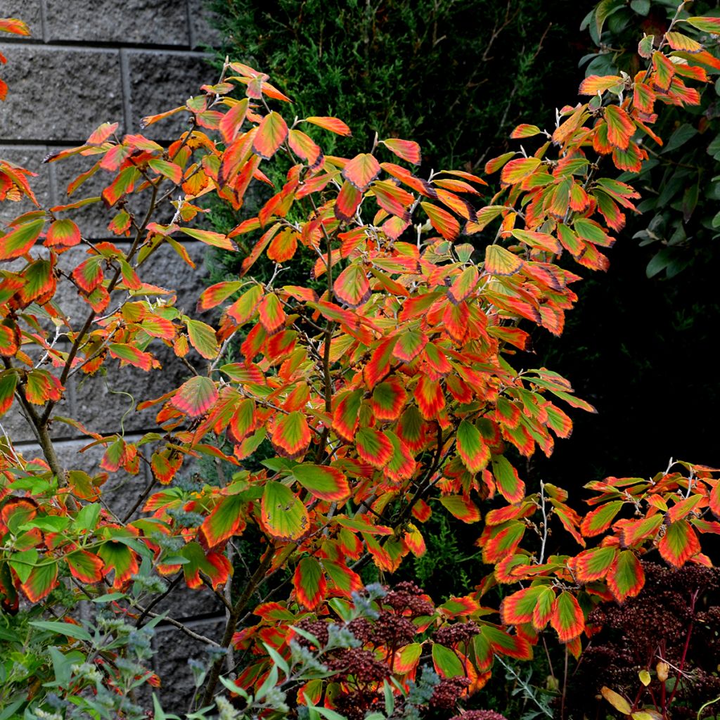 Hamamelis virginiana - Virginian Witch Hazel