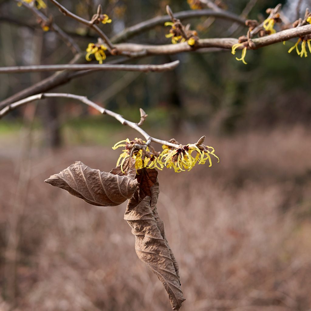 Hamamelis virginiana - Virginian Witch Hazel