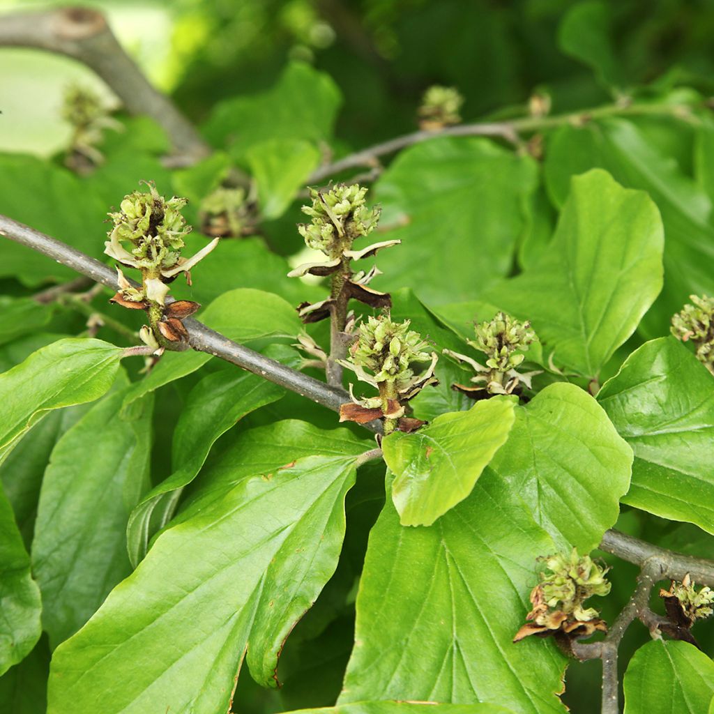 Hamamelis virginiana - Virginian Witch Hazel