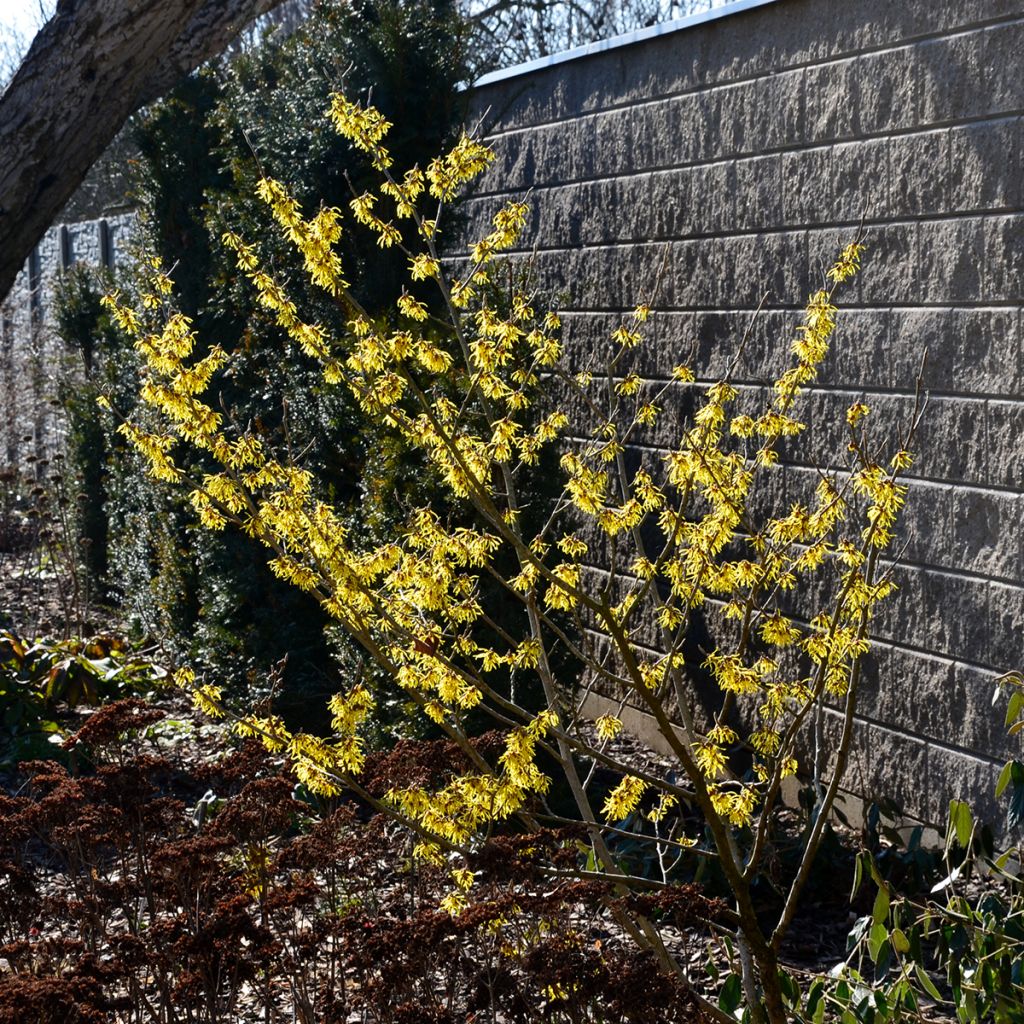 Hamamelis virginiana - Virginian Witch Hazel