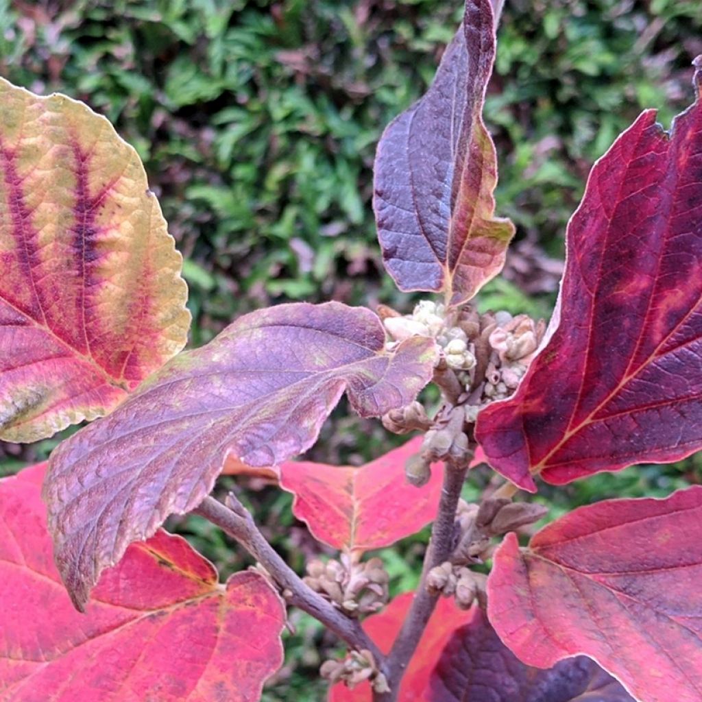 Hamamelis intermedia Yamina - Witch Hazel