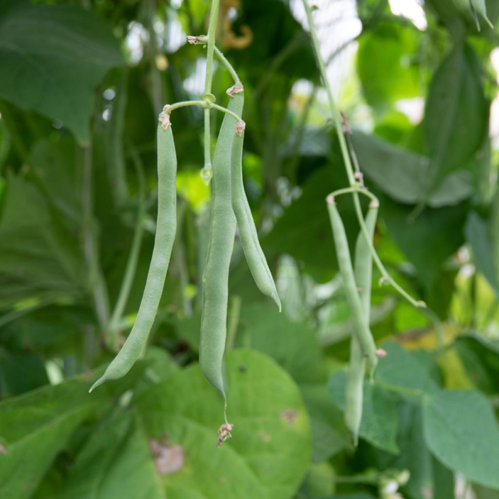 Phaseolus vulgaris 'Blue Lake'