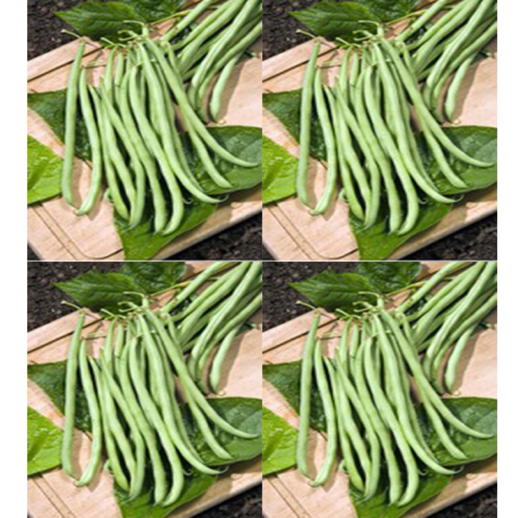 Dwarf Bean with Netting Delicy