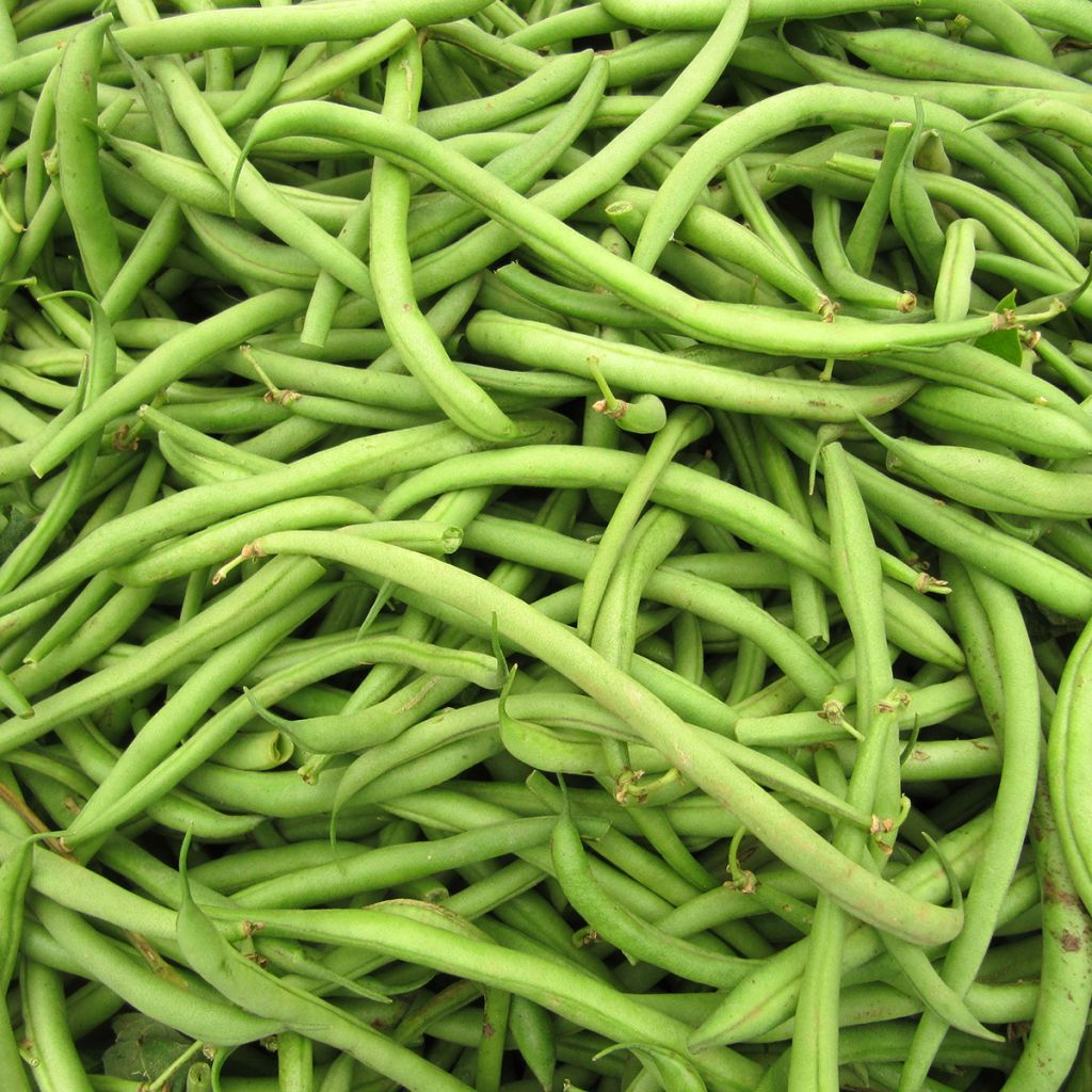 Dwarf snap bean Argus