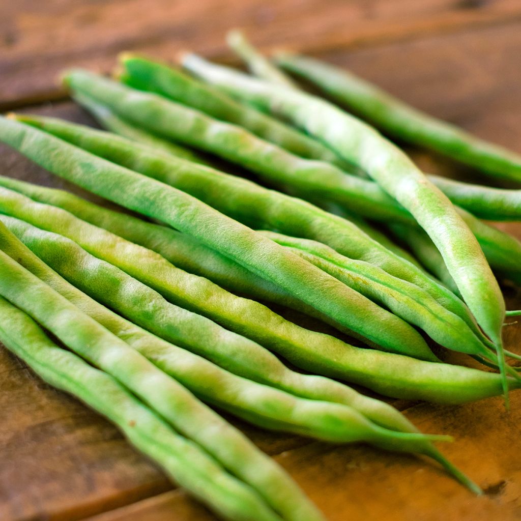 Dwarf snap bean Argus