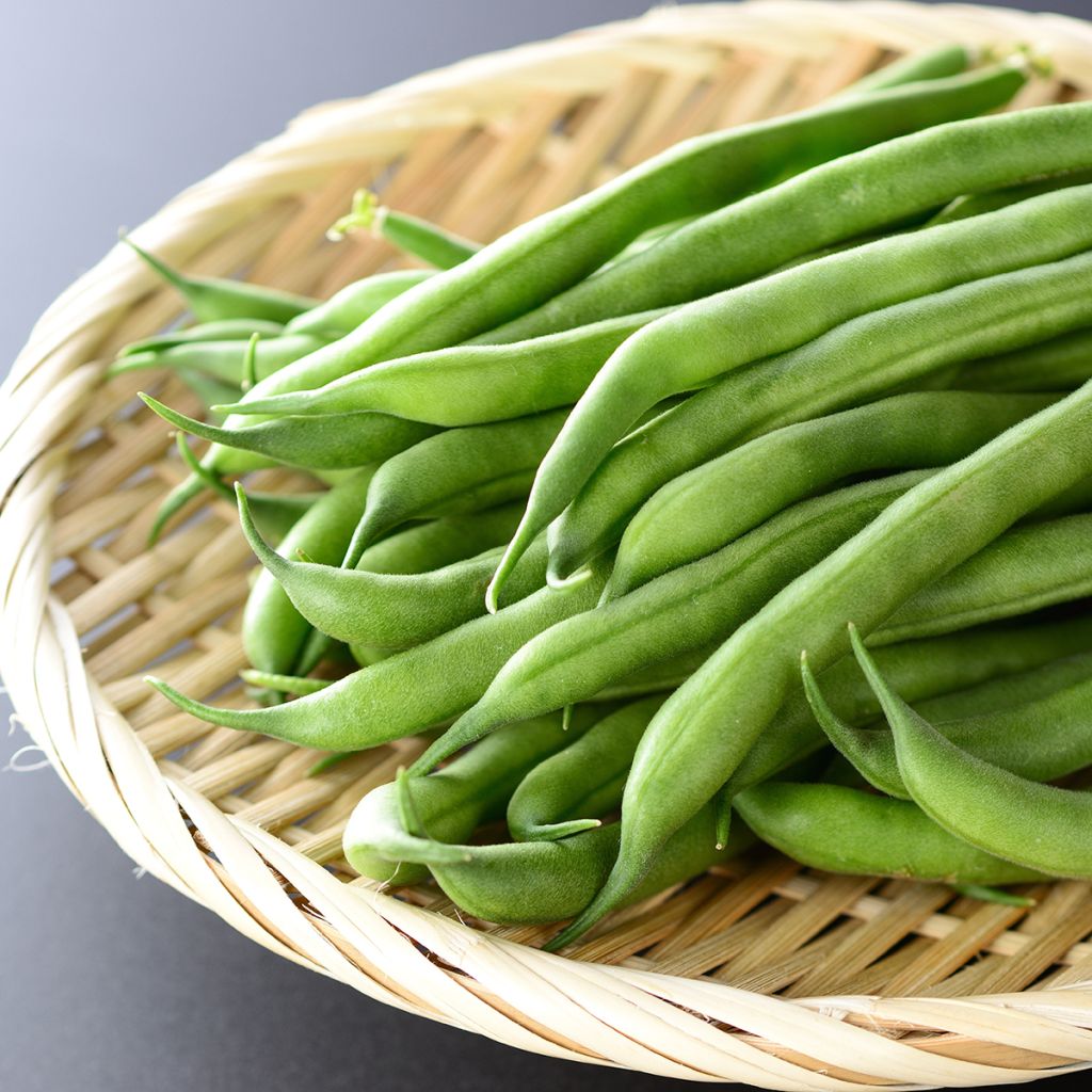 Dwarf snap bean Argus