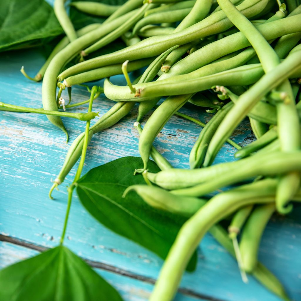 Dwarf snap bean Argus