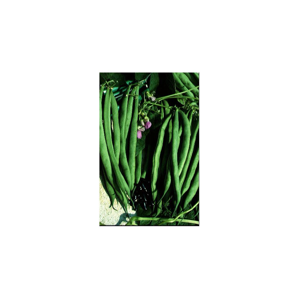 Dwarf snap bean La Victoire