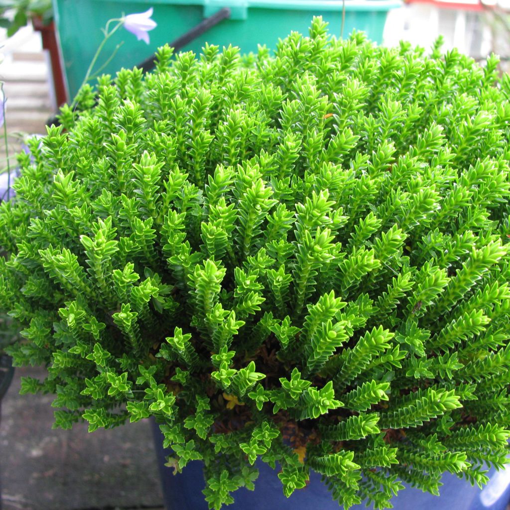 Hebe Emerald Green