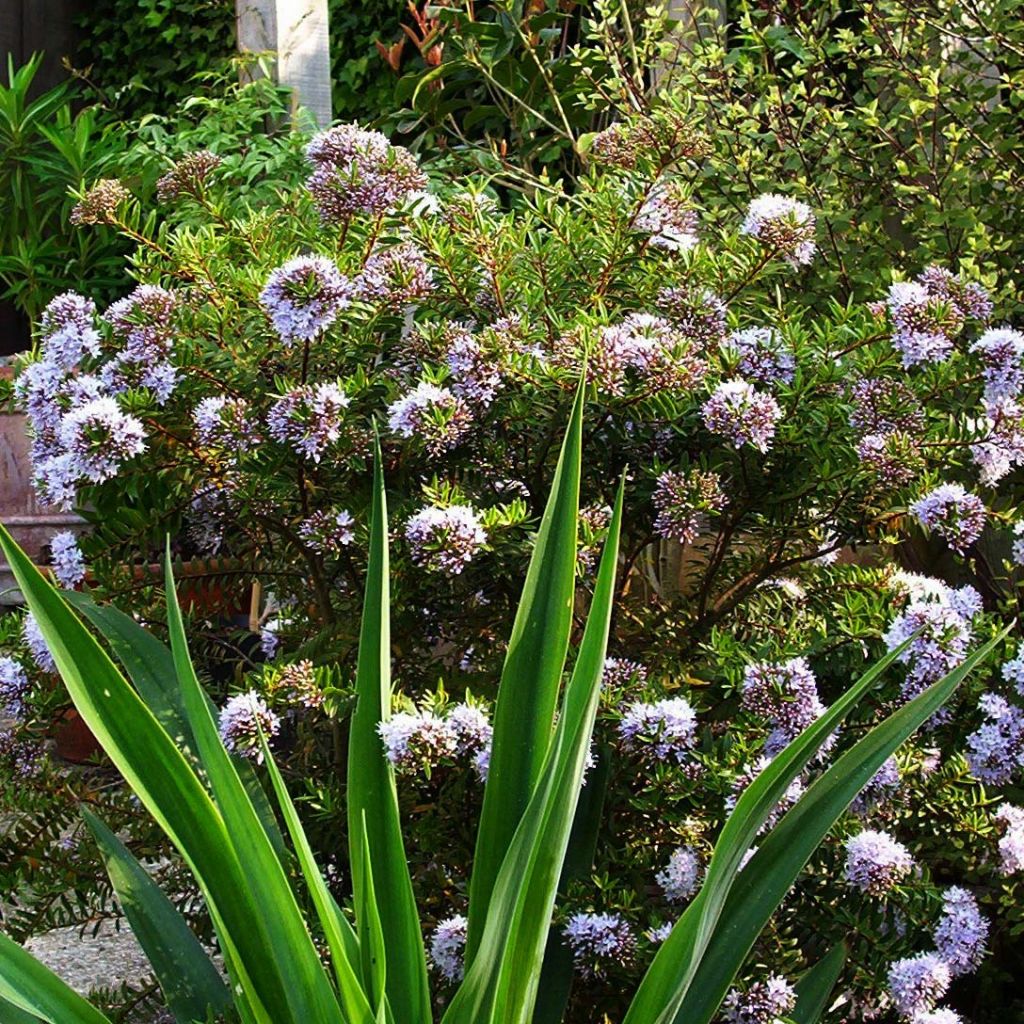 Hebe diosmifolia - Shrubby Veronica