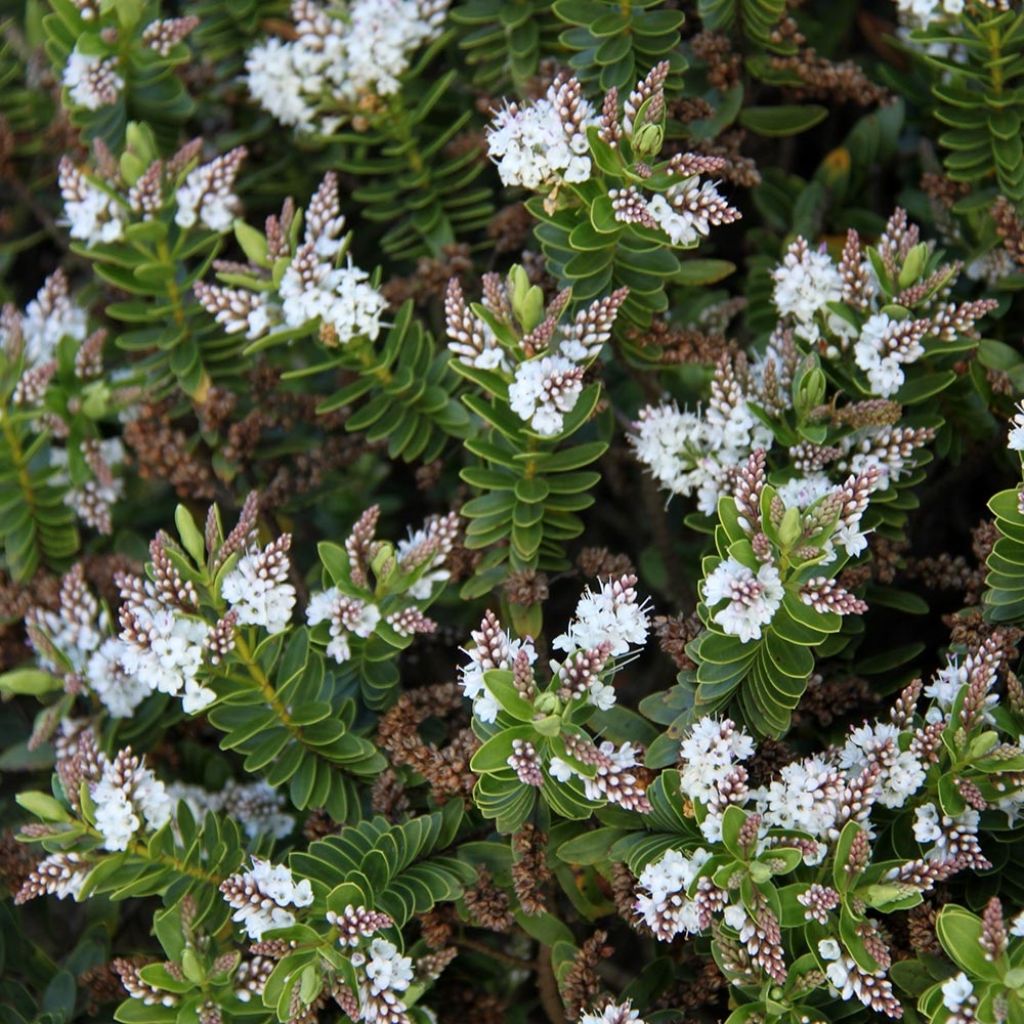 Hebe rakaiensis - Véronique arbustive