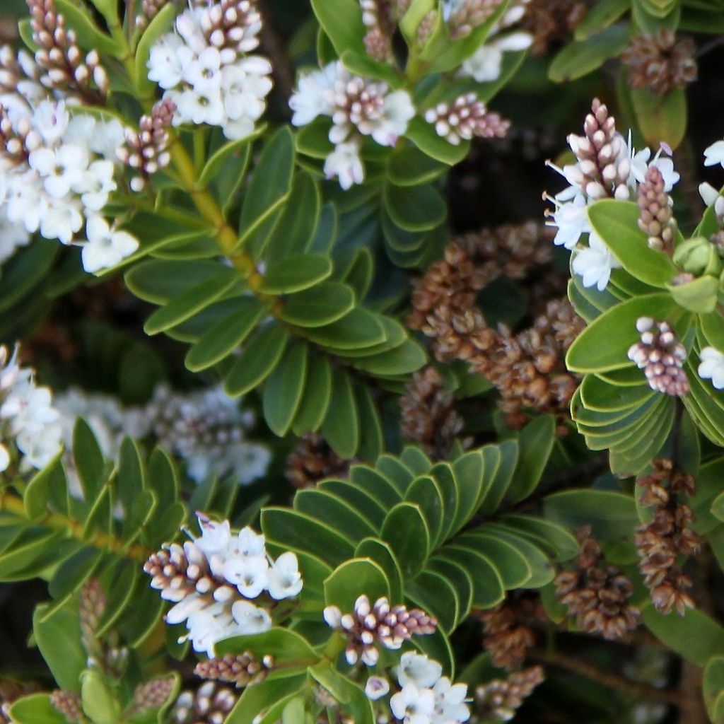 Hebe rakaiensis - Véronique arbustive