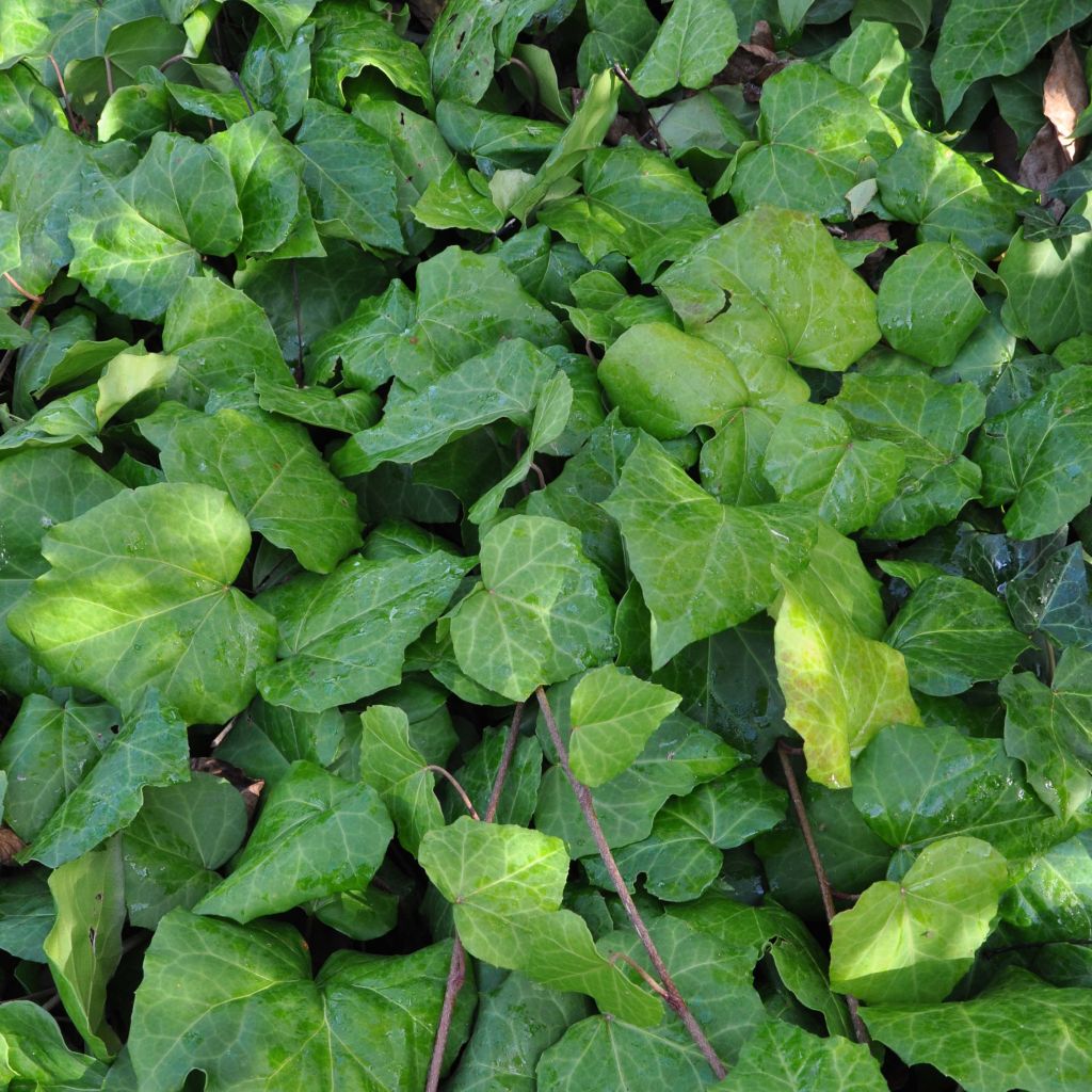 Lierre de Colchide - Hedera colchica