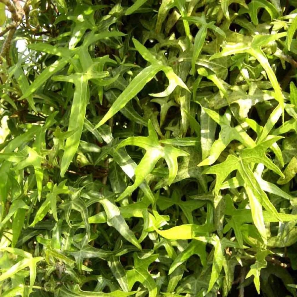 Lierre d'ornement - Hedera helix Sagittifolia