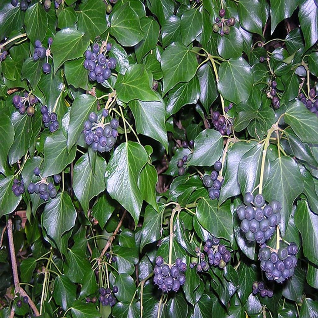 Lierre d'Irlande - Hedera hibernica