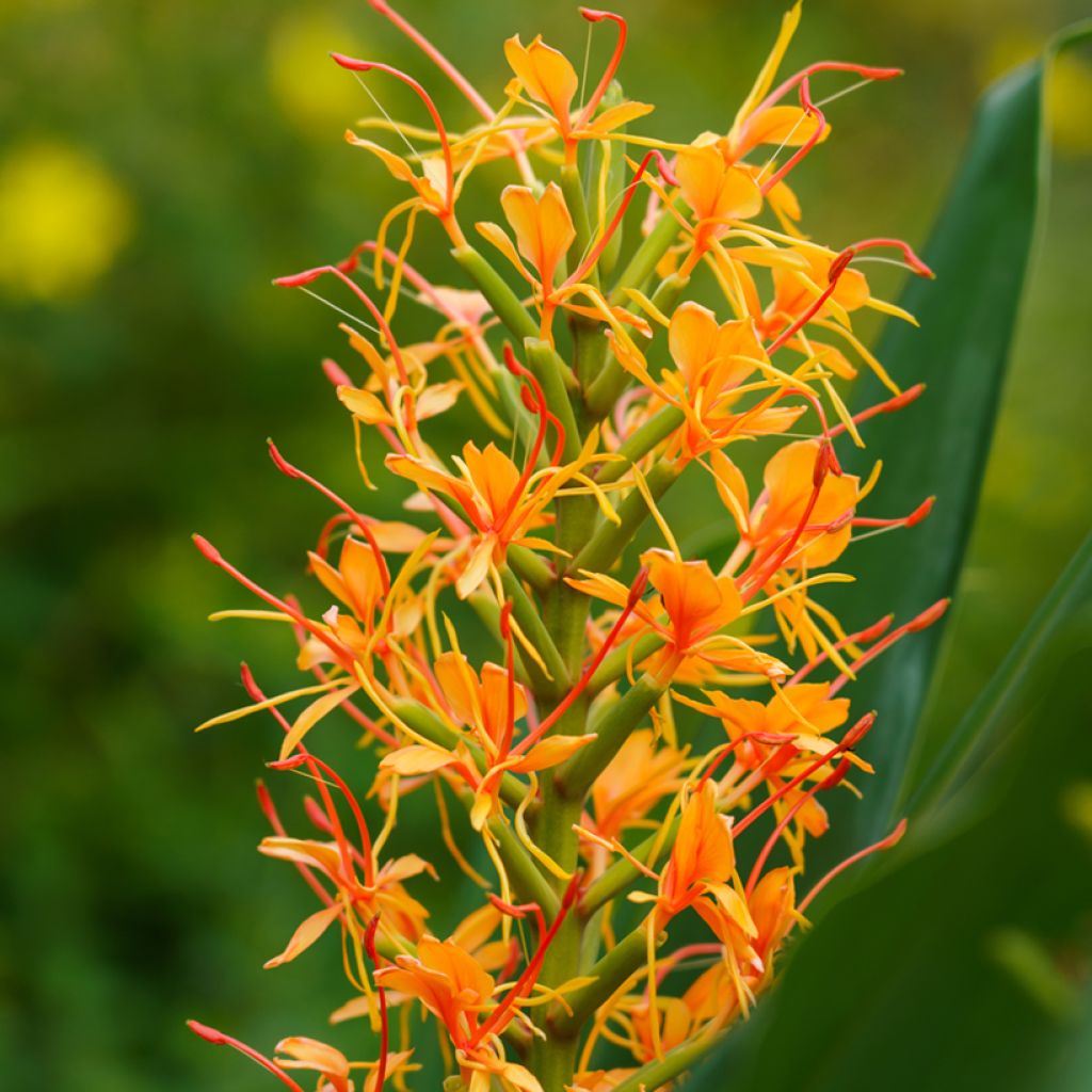 Hedychium coccineum Tara - Longose rouge