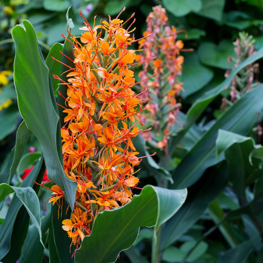 Hedychium coccineum Tara - Longose rouge