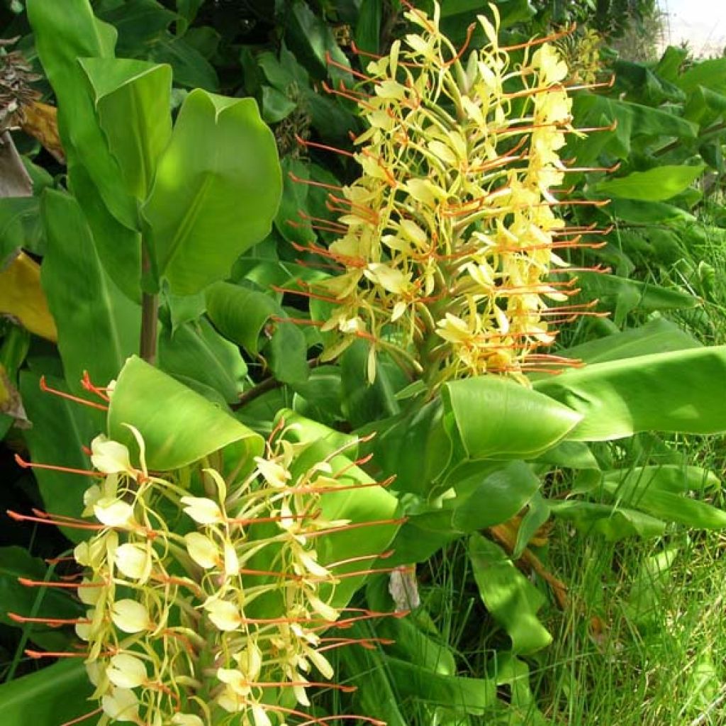 Hedychium gardnerianum - Ginger Lily