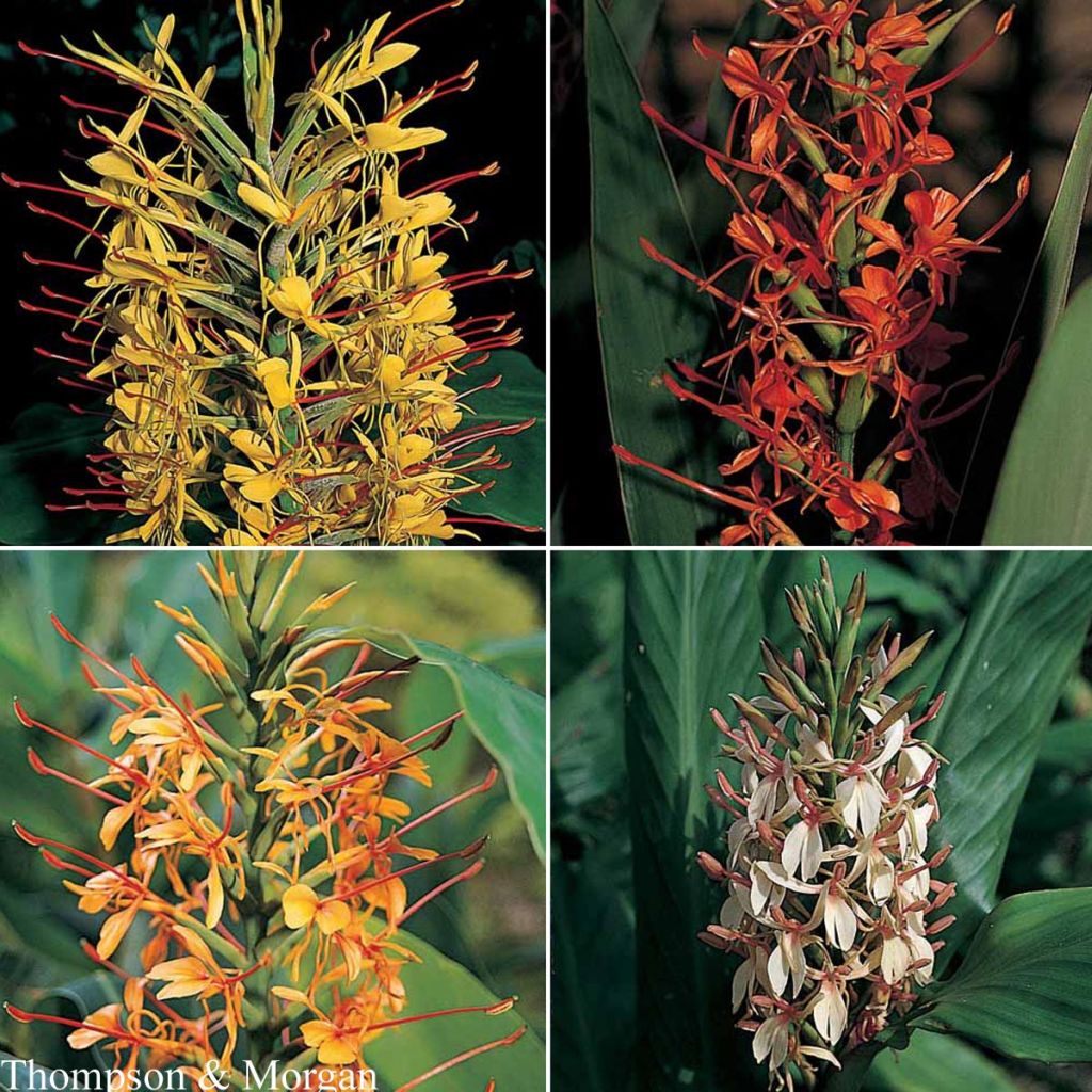 Hedychium gardnerianum Species Mixed Seeds