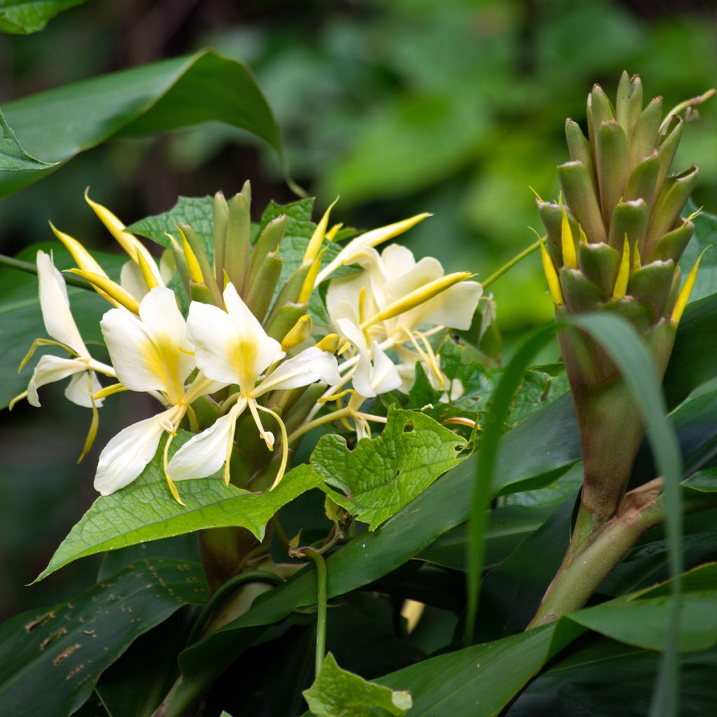 Hedychium maximum