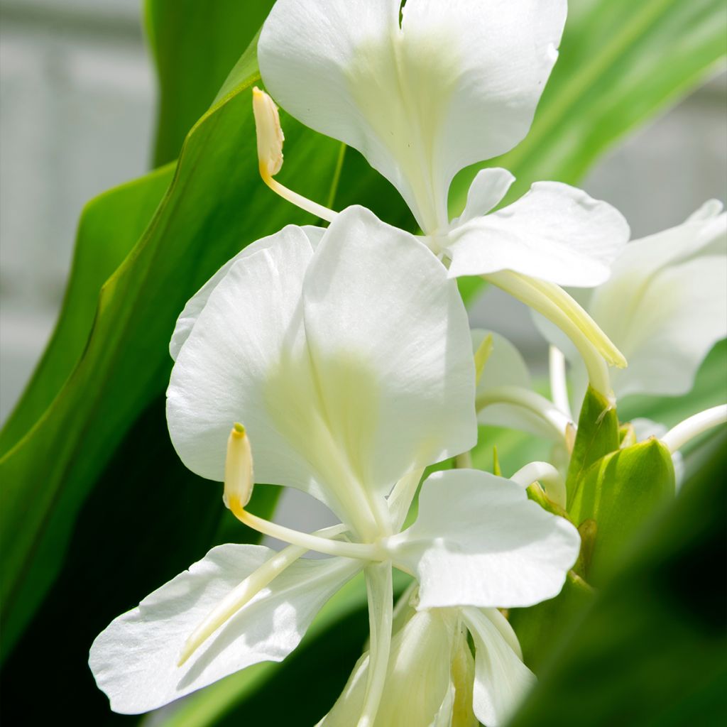 Hedychium maximum