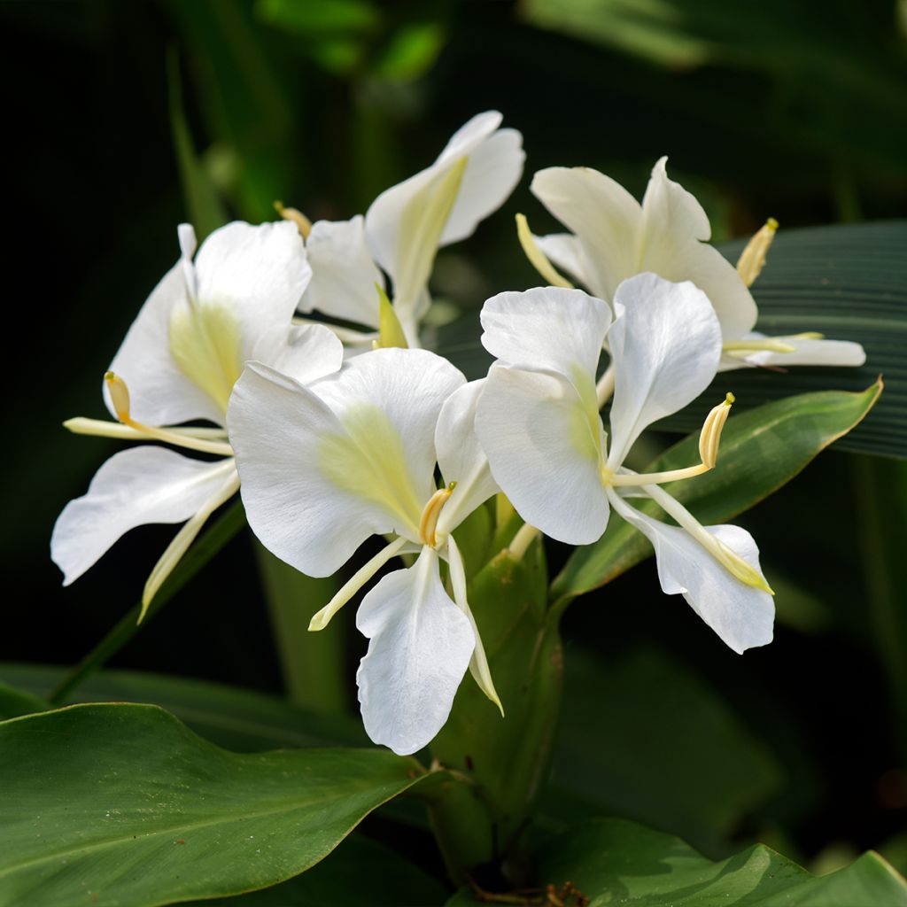 Hedychium maximum