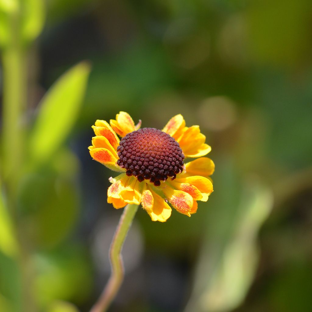 Helenium El Dorado