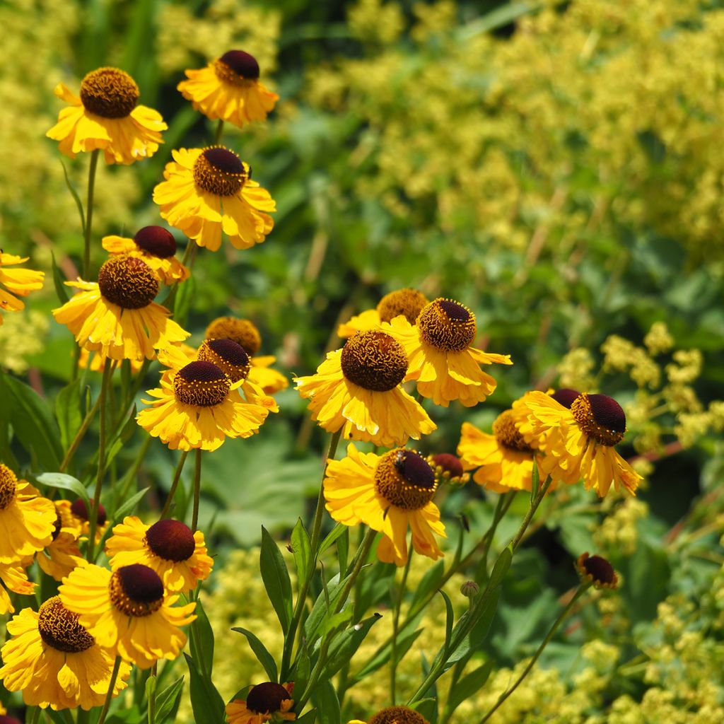 Helenium El Dorado