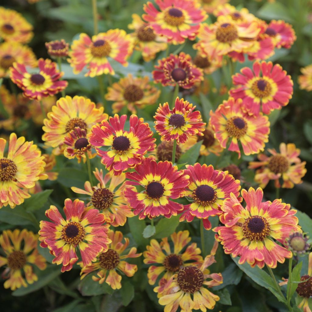 Helenium Fuego - Hélénie d'automne multicolore