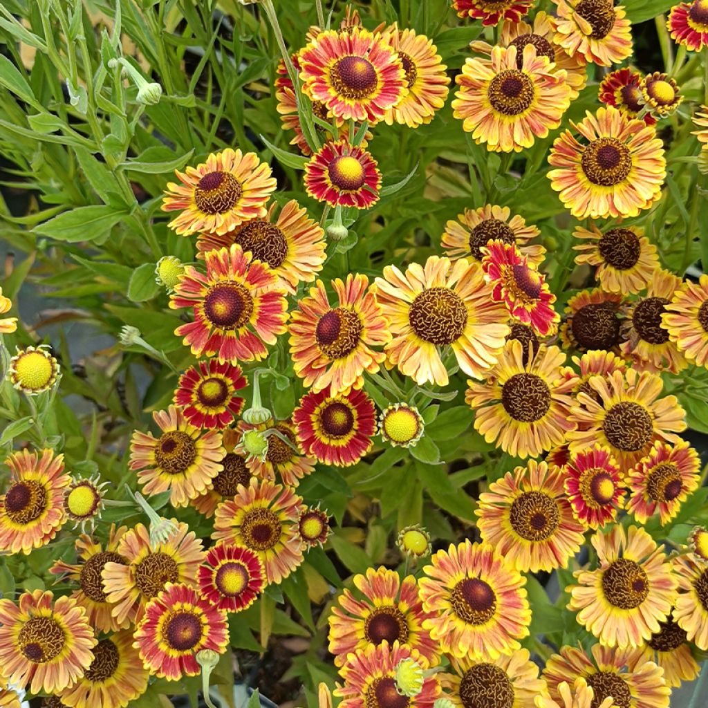 Helenium Fuego - Hélénie d'automne multicolore