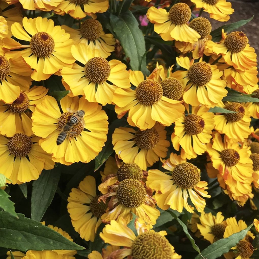 Helenium Okra Sundae - Hélénie