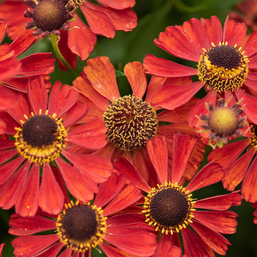 Helenium Red Jewel - Hélénie hybride