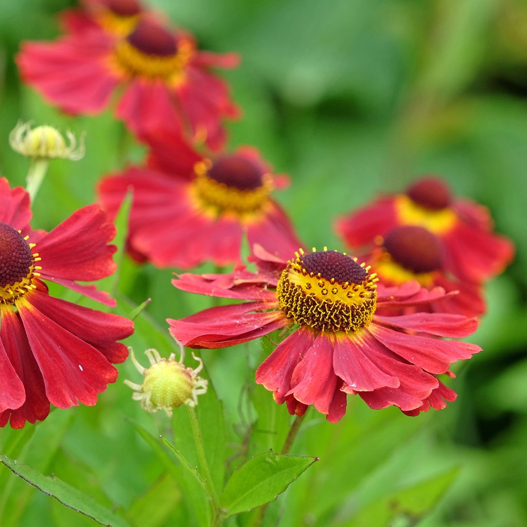 Helenium Red Jewel