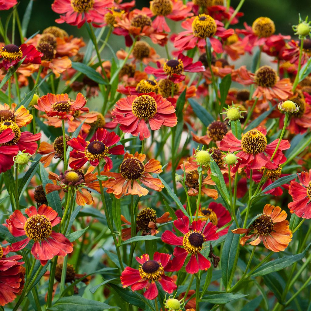 Helenium Rubinzwerg