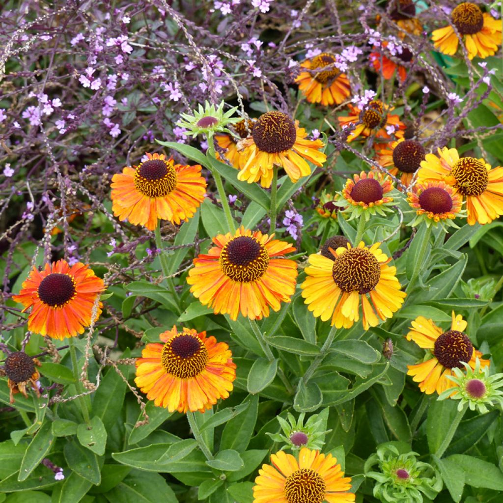 Helenium autumnale Short and Sassy