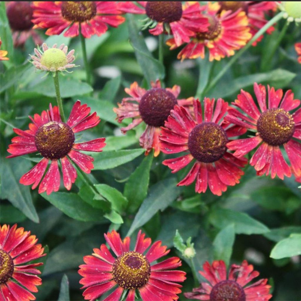 Helenium Siesta - Hélénie d'automne rouge vrai