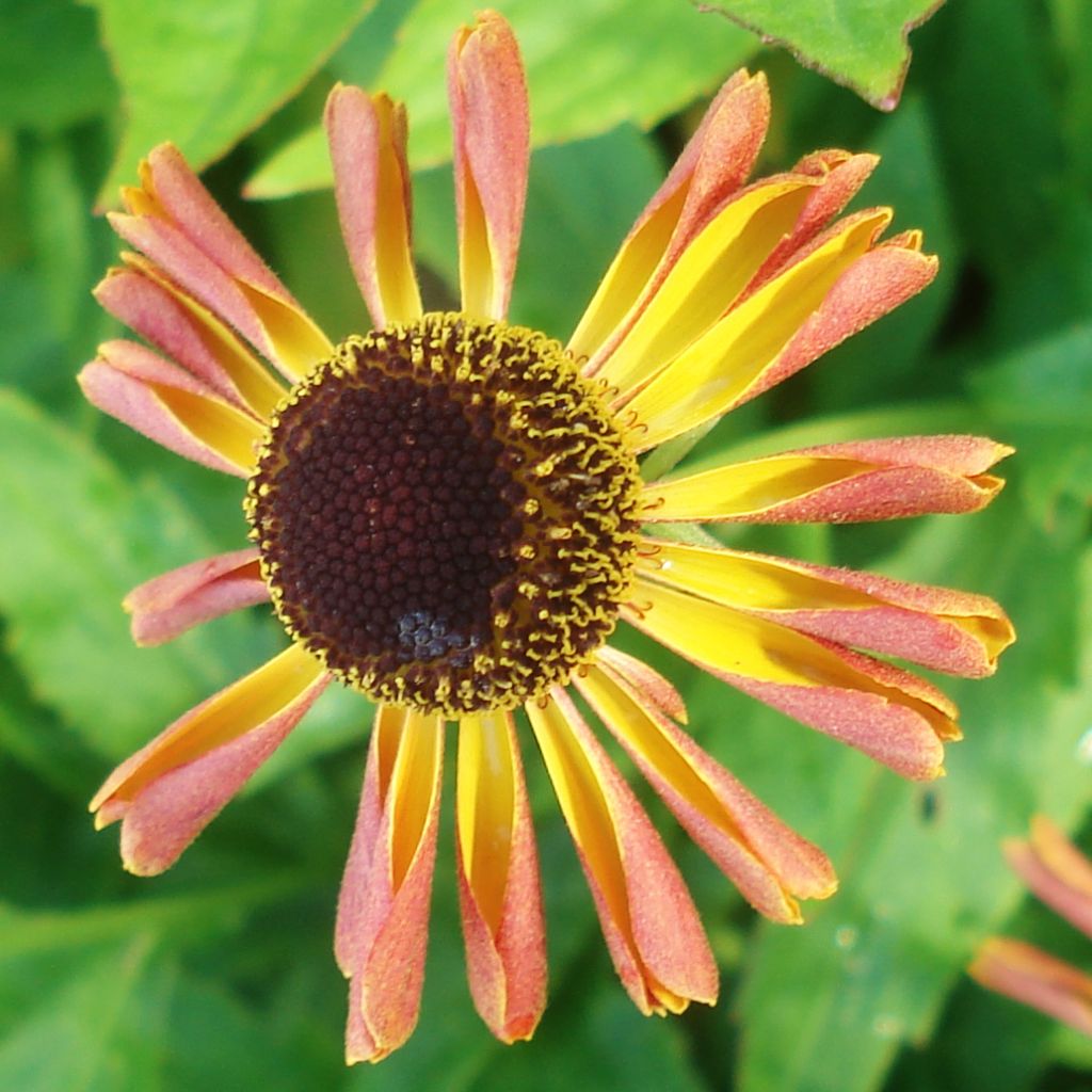 Helenium Tie Dye - Hélénie hybride jaune et rose violacé