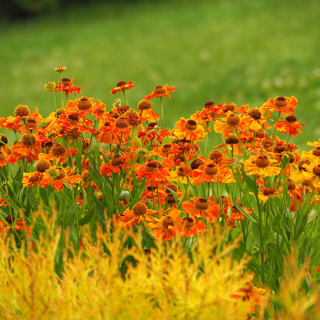 Helenium Waltraut