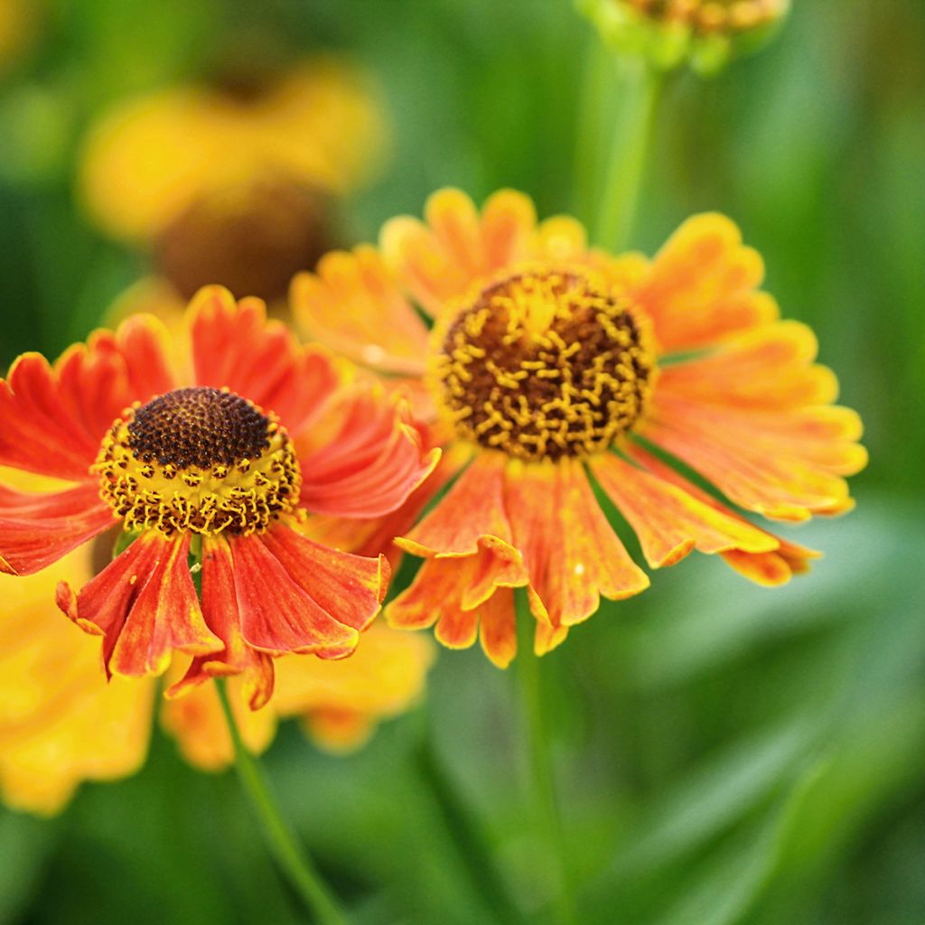 Helenium Waltraut