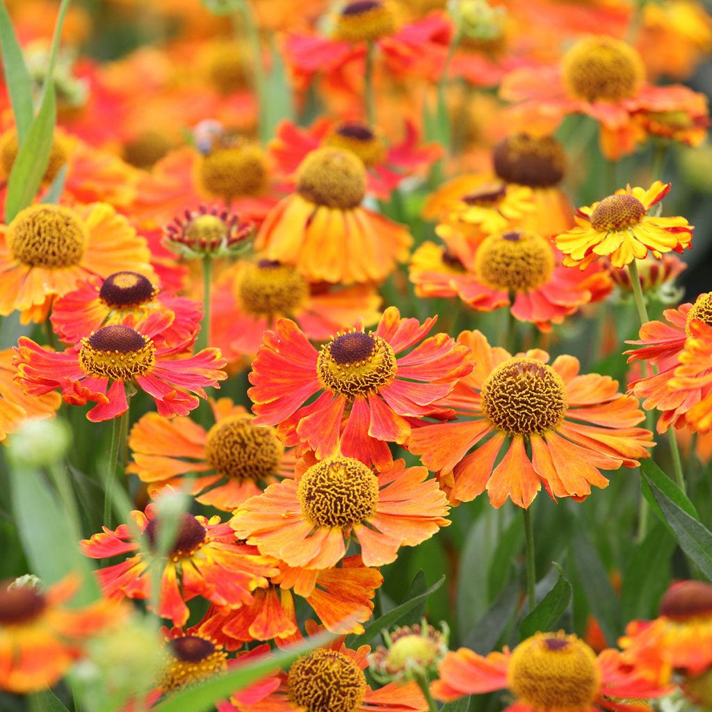 Helenium Waltraut