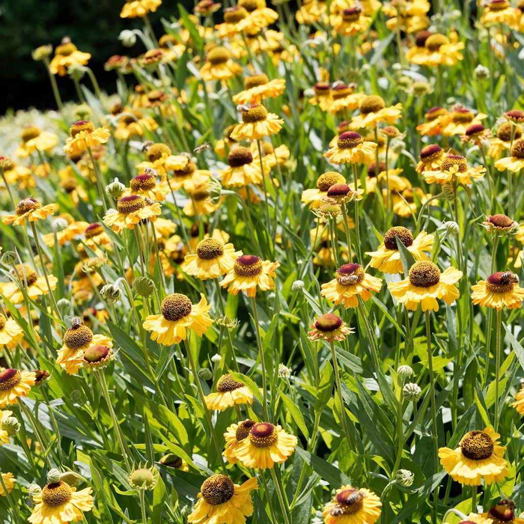 Helenium Wyndley