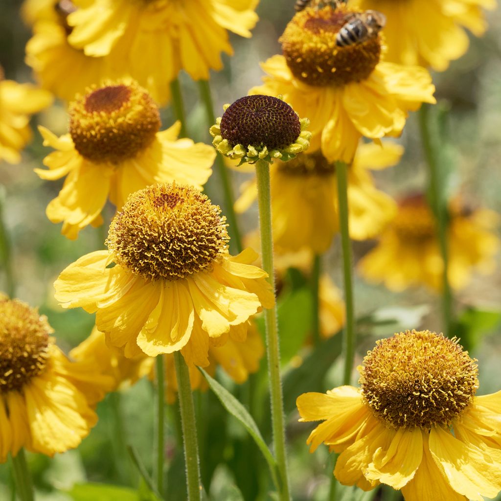 Helenium Wyndley