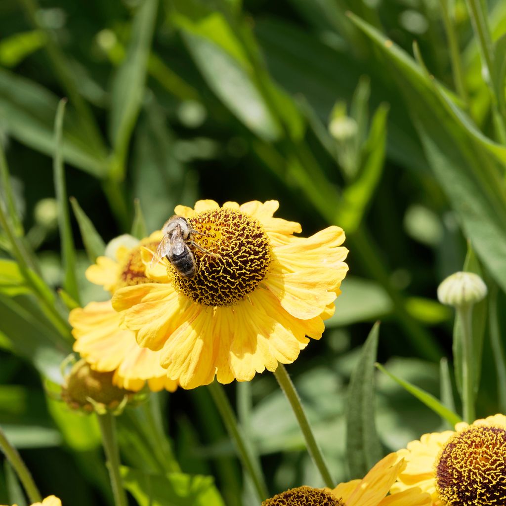 Helenium Wyndley