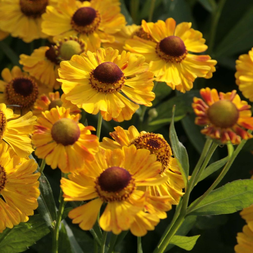 Helenium Zimbelstern - Hélénie d'automne jaune ambré.