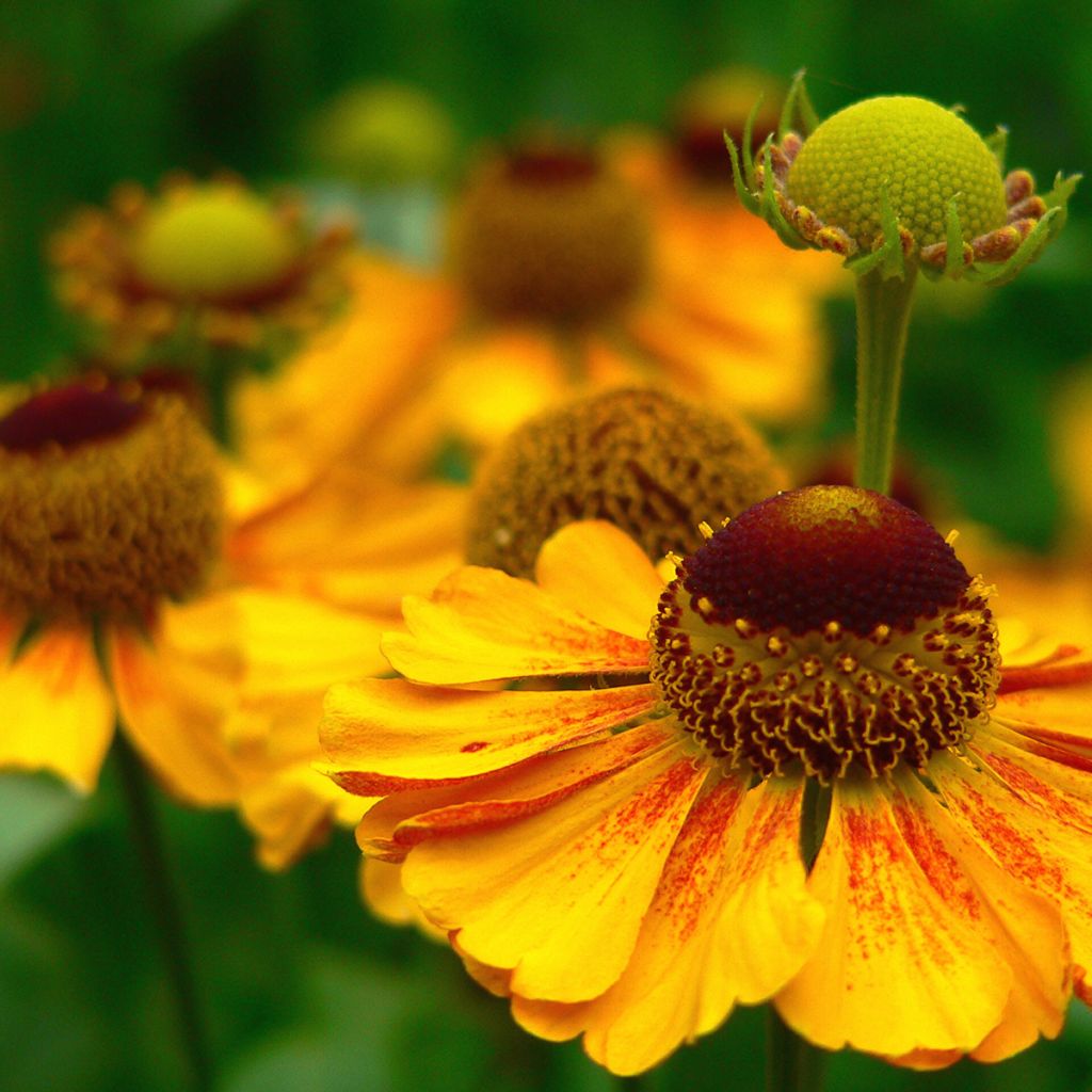 Helenium Zimbelstern