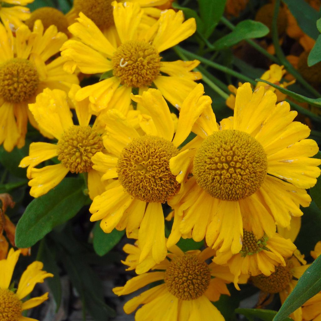 Helenium autumnale Pumilum Magnificum - Hélénie d'automne